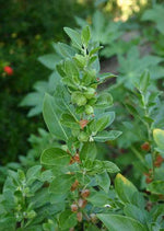 ASHWAGANDHA PLANT