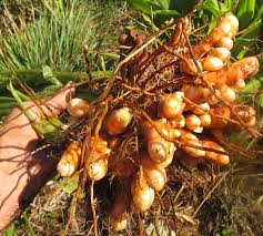 TURMERIC PLANT