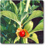 ASHWAGANDHA PLANT WITH FRUIT