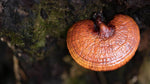 reishi mushroom grown