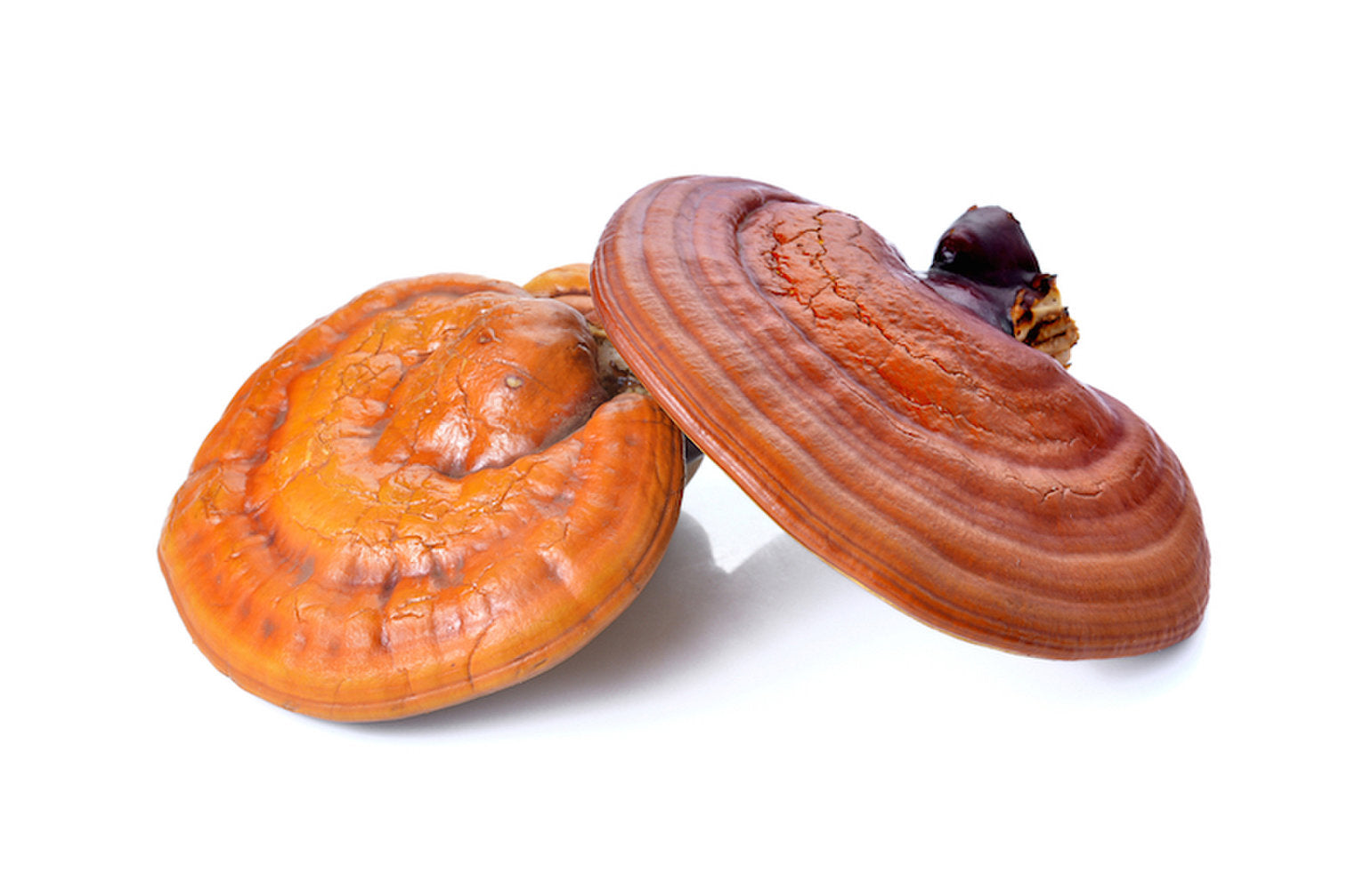 reishi mushroom dry