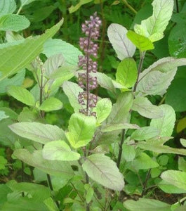 tulsi plant, adaptogen herb